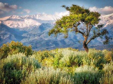 die tolle unberührte Natur Kretas ist faszinierend hier ein Baum mit den weissen Bergen im Hintergrund