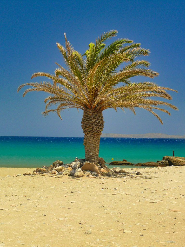 WOW, eine einsame Palme am Strand mit türkisblauem Meer im Hintergrund, da gibt es nichts mehr zu sagen als wow