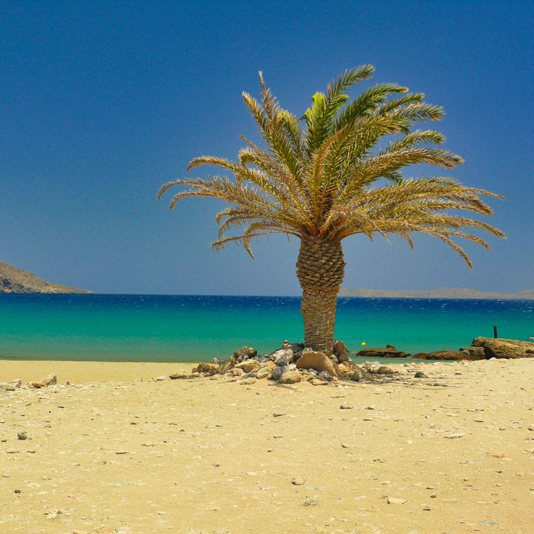 Palme direkt am Strand mit dem Türkisblauem Meer im Hintergrund